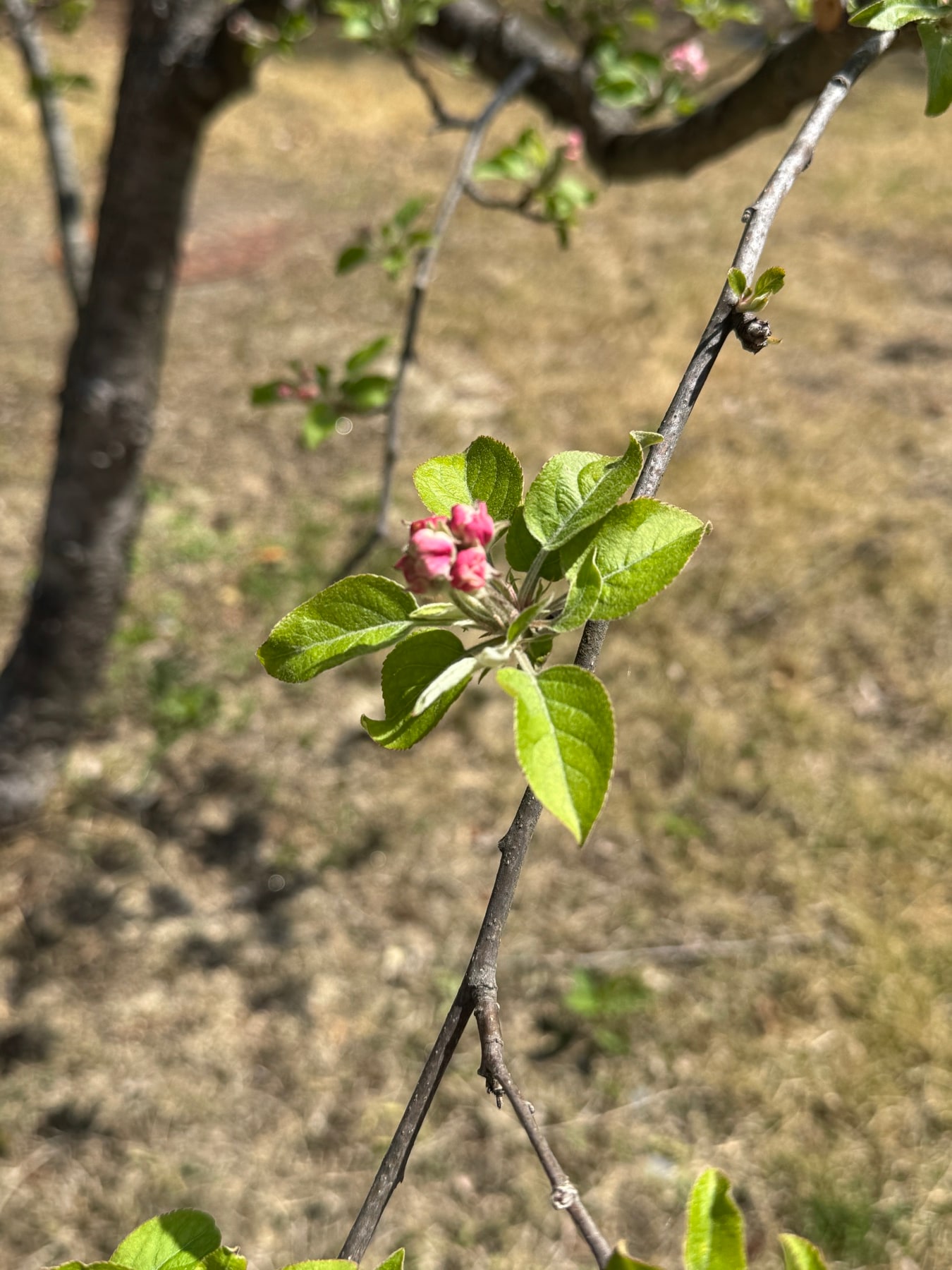 Apple blossoms on a branch