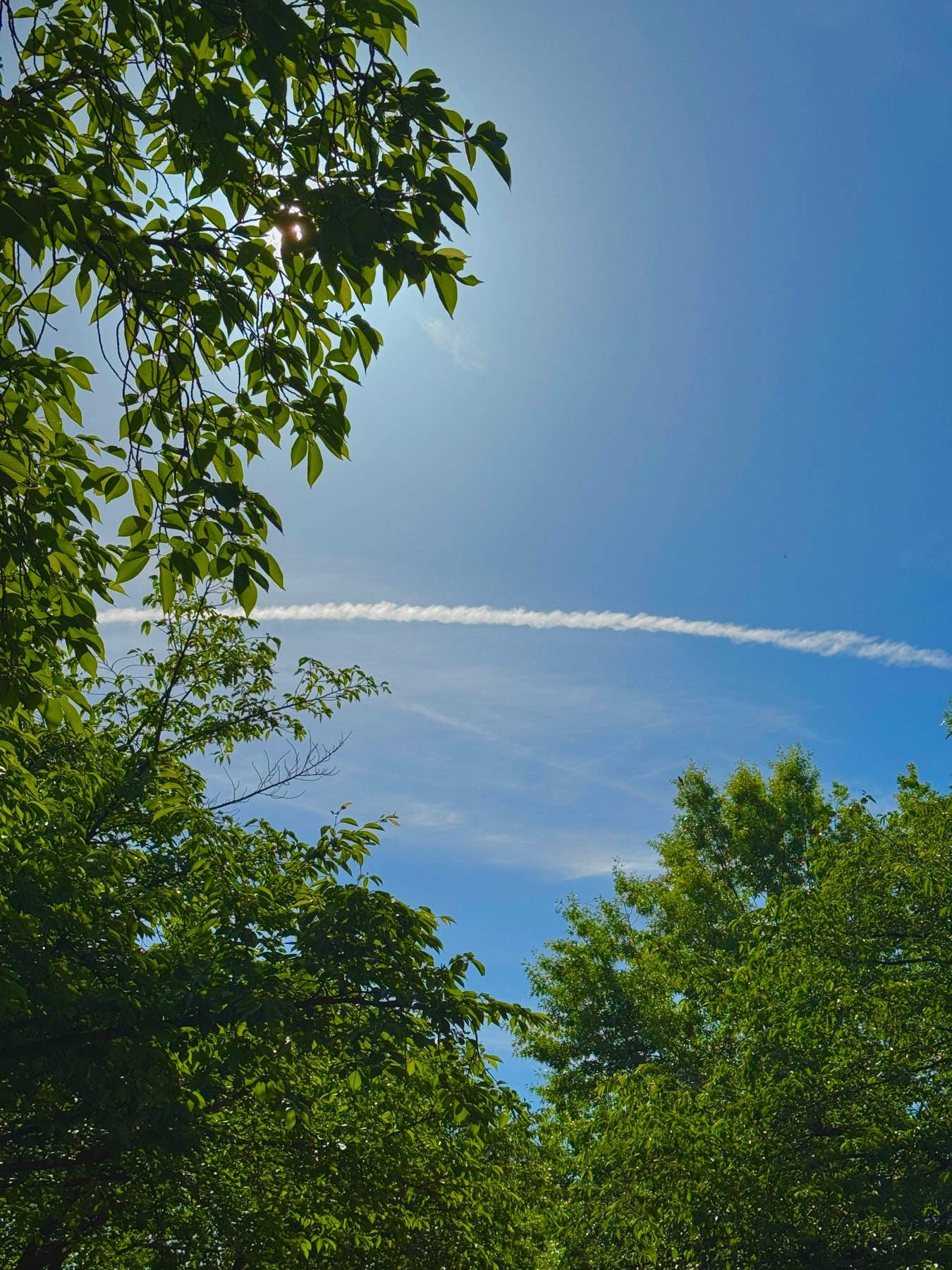 Trees against the summer sky